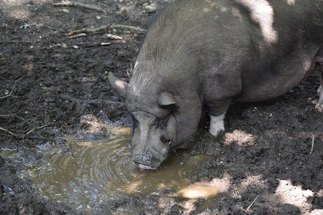 光熠熠的球 光熠熠的球